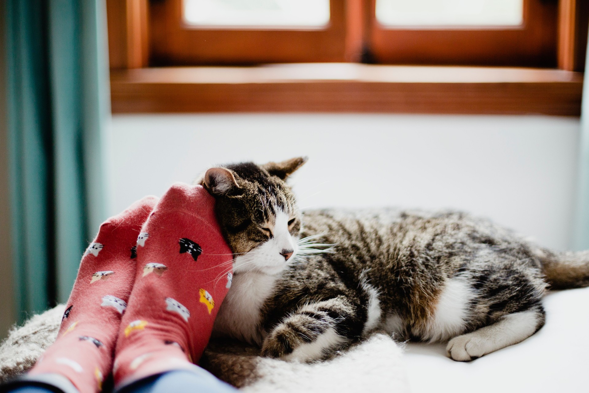 Cat on a bed and feet of a person